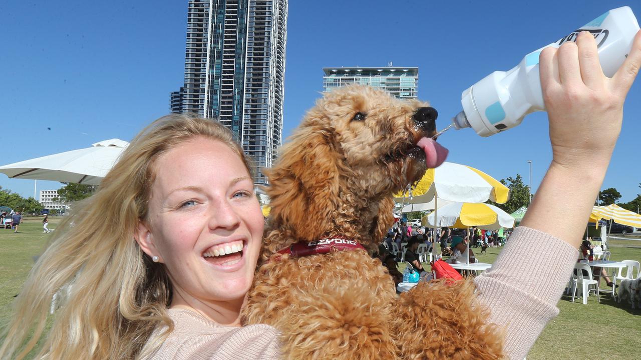 Pawfect pups walk for RSPCA | Gold Coast Bulletin