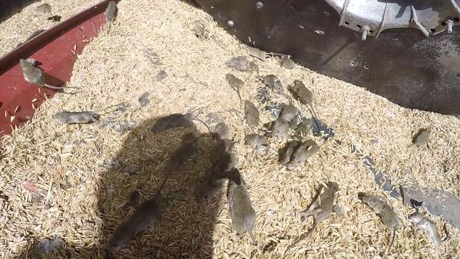 Mice in an oat storage shed on Mumble Peg farm, 45 minutes’ drive east of Warren in the Dubbo region of NSW. Picture: David Swift