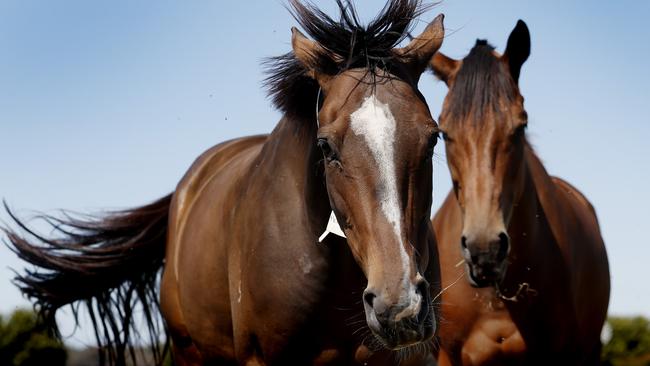 Yulong’s Nagambie property is perfect for its outstanding broodmare band. Picture: Michael Klein