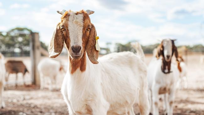 Damien Lee Yeend launched a coffee table at his father and stepmother during an argument about the running of the family’s goat farm near Cummins on the Eyre Peninsula.