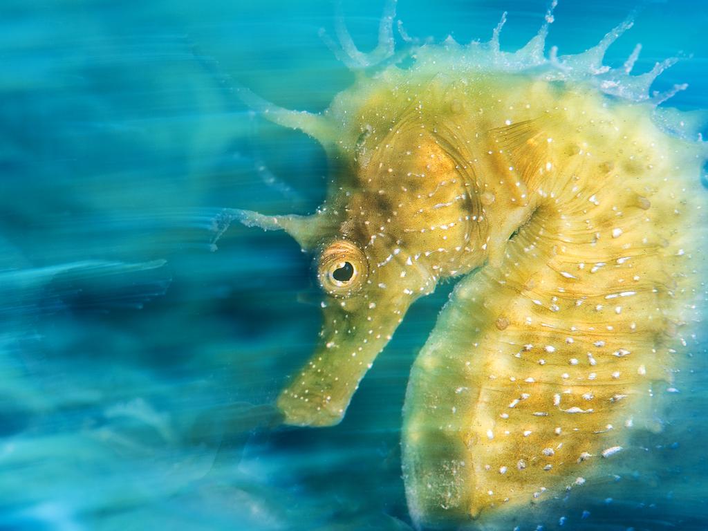 Over the years the Mediterranean’s population of seahorses has drastically reduced. Their numbers have only recovered thanks to public awareness and a significant restocking campaign. This is what I hoped to celebrate with this image. Picture: Davide Lopresti/UPY 2016