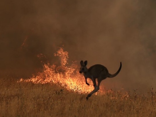 A kangaroo flees bushfire in NSW. Picture: Supplied