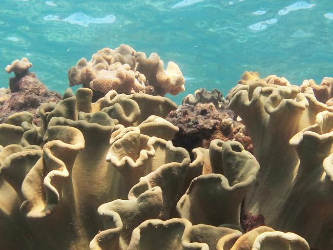 Coral bleaching is quickly damaging the Great Barrier Reef. Picture: Brendan Radke.