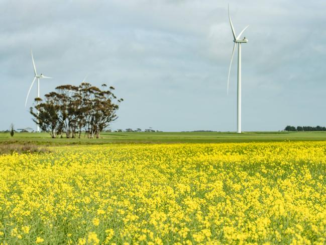 CROPPING: Evan Lewis on farm at WernethPICTURED:  Generic canola crop. Stock photo.Picture: Zoe Phillips