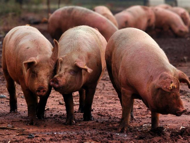 Gooralie Free-Range Pork is the only RSPCA approved piggery in Queensland and the longest standing in Australia. Gooralie is a mixed farming property situated near Goondiwindi, on Queensland's fertile Darling Downs.