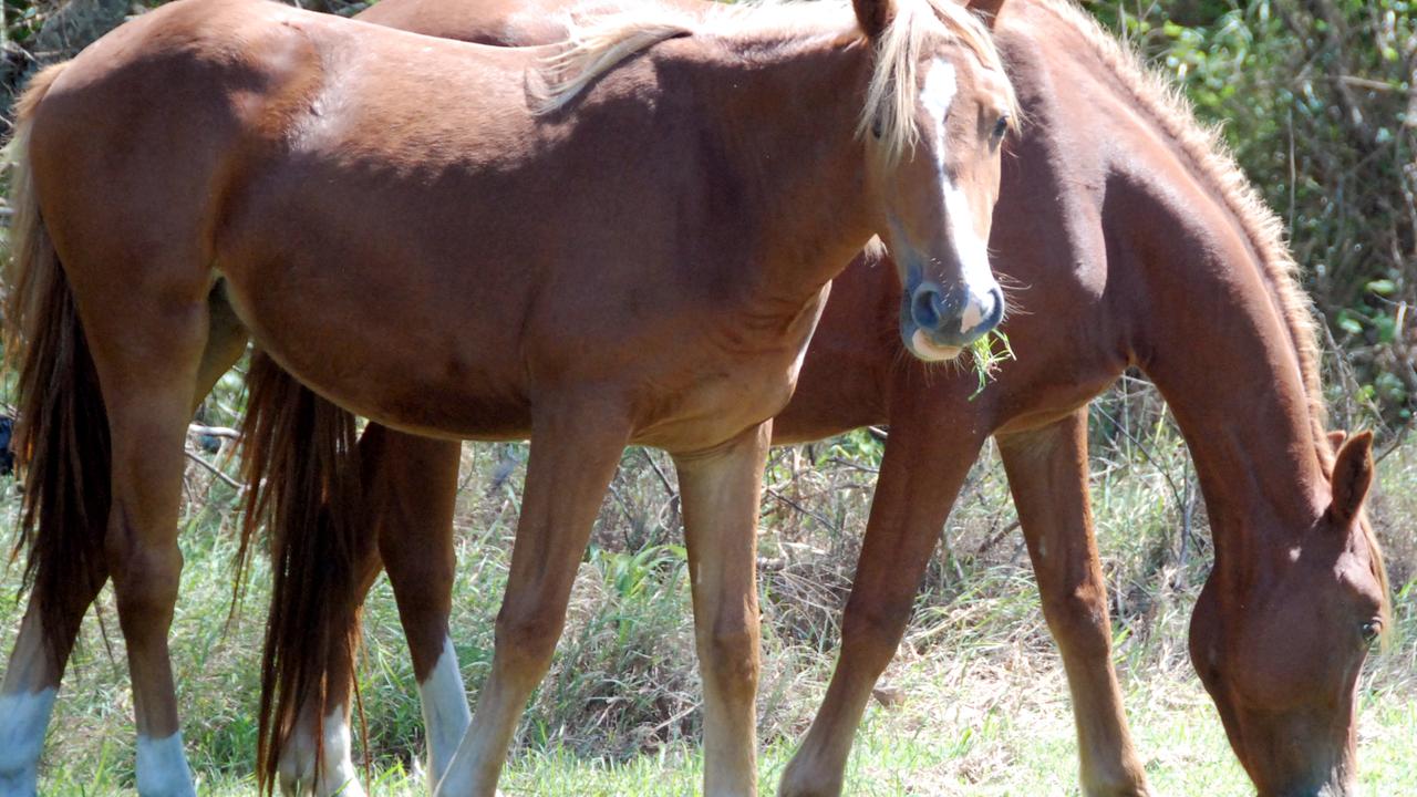 There are several mob of brumbies known to reside in the Wondai area. Photo: Craig Warhurst/The Gympie Times