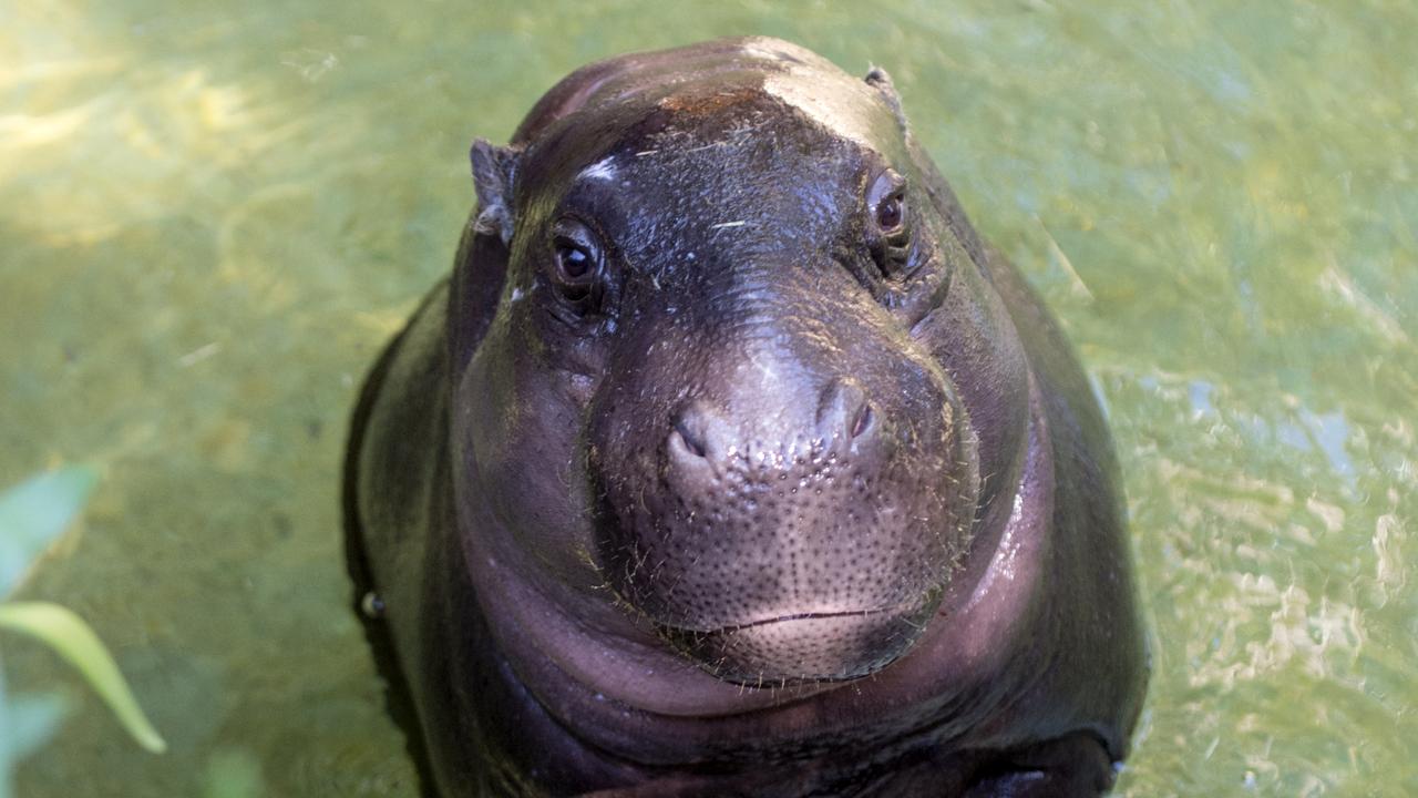 Adelaide Zoo's pygmy hippo, Obi. Picture: Adrian Mann