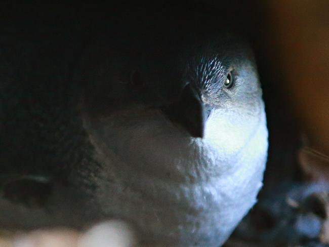 13/6/18 One of the Little penguin's in a natural dug out where they would breed at Store Beach. Picture: Adam Yip / Manly Daily