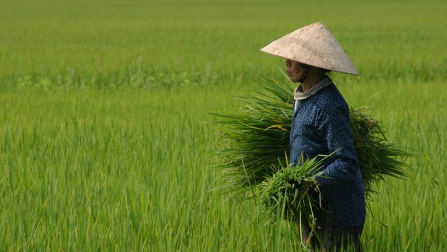 A worker harvests rice in Vietnam. There is still significant underspending on agricultural R&amp;D for poorer countries.