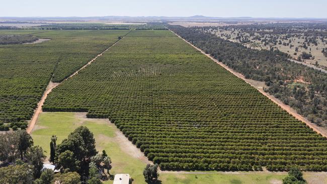 The Tan family, via Super Seasons Pty Ltd, are selling the 1680ha Super Citrus portfolio.