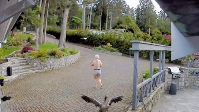 Oakley chases the eagle away from her pet. Picture: frankythegoose/Tiktok