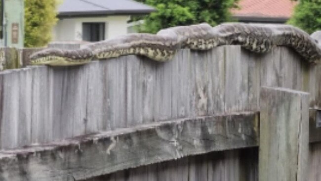 Carpet python at Redbank Plains on October 14. Picture: N &amp; S Snake Catcher