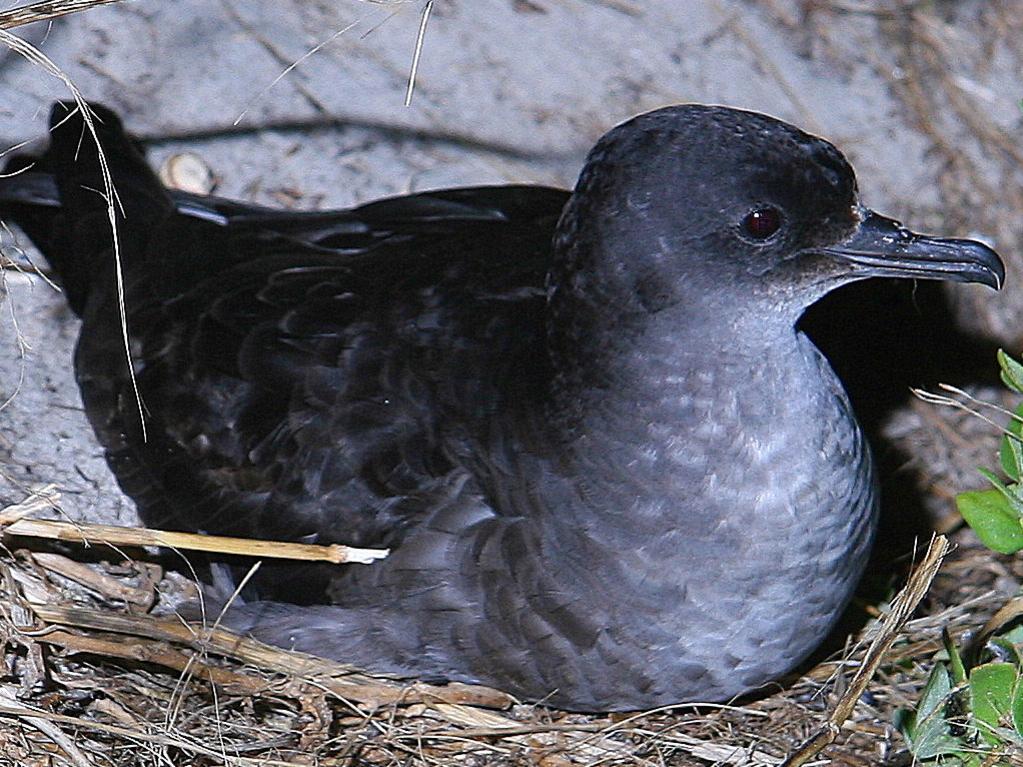 Short-tailed shearwaters have a long life-span. Picture: Trevor Pescott.