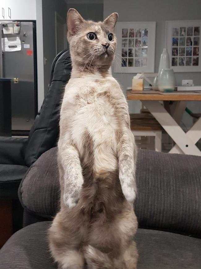 My kitty Ava. International Cat Day. Reader pet photos. Picture: Stacey Edwards