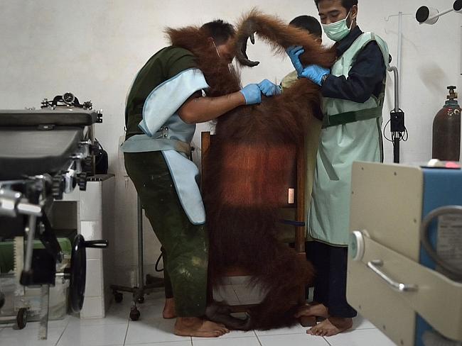 Exam room ... the Orangutan Information Center has cared for over 280 orang-utans rescued from palm oil plantations, poachers and pet owners and over 200 have been reintroduced in the wilds. Picture: Sutanda Aditya