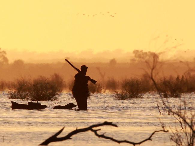 A hunter and his retriever dog wait patiently for ducks to arrive at Lake Buloke in northwestern Victoria at the start of the state's 10-week duck shooting season.