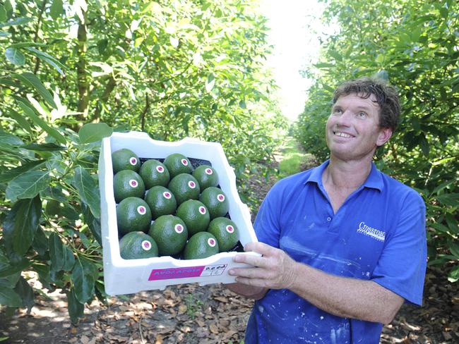 Avocado grower Stephen Peruch at his Somersby farm