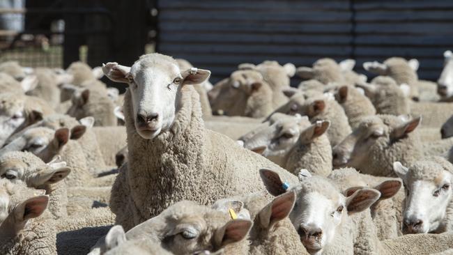 Merinos remained good sellers amid falls in early trading this week. Picture: Zoe Phillips