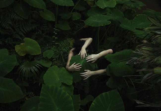 In Our Nature: Elephant Ear (Alocasia odora) in Autumn. Picture: Tamara Dean, supplied