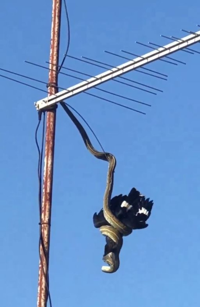 The python seems to struggle to lift the currawong as it hangs from the antenna. Picture: Supplied.