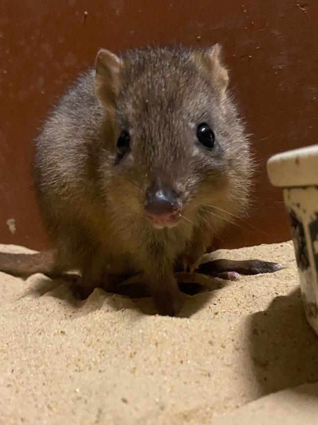This three-month-old bettong joey is the offspring of 13-year-old Rambo, who has become well-known around SA as an ambassador for the conservation of his species. Picture: Zoos SA