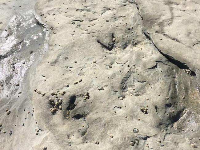 The first ancient bird footprints Melissa Lowery found in January of 2020. Picture: Rob French, Museums Victoria