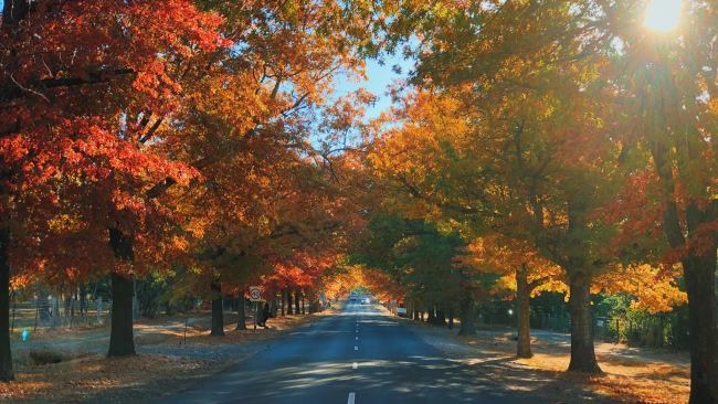 A riot of colour at Macedon's Honour Avenue.