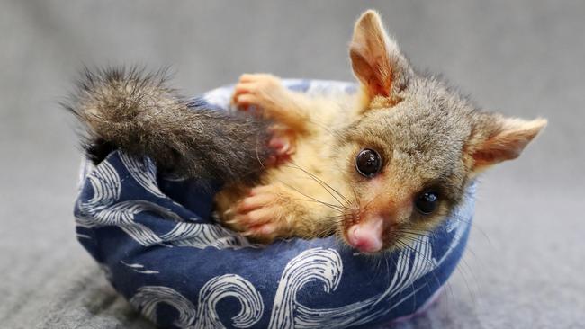 A furry critter at RSPCA Queensland’s Wildlife Hospital. Picture: Peter Wallis