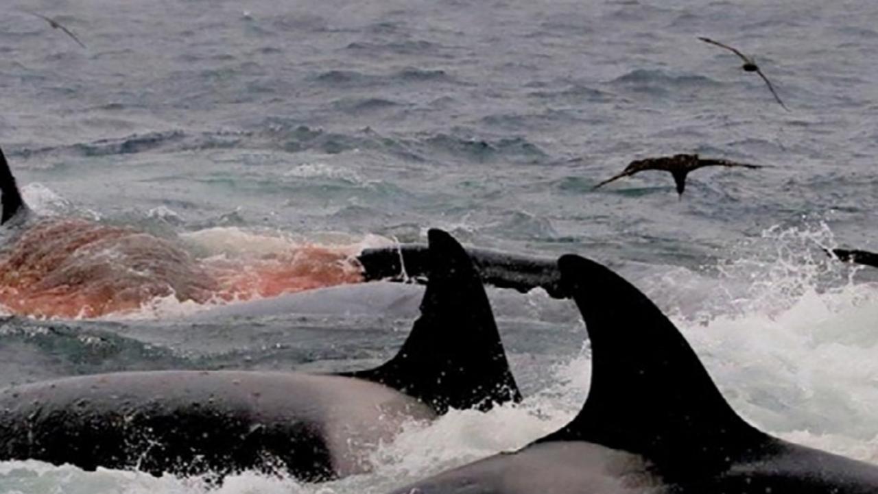 Pod Of Orcas Captured Feasting On Blue Whale | The Australian