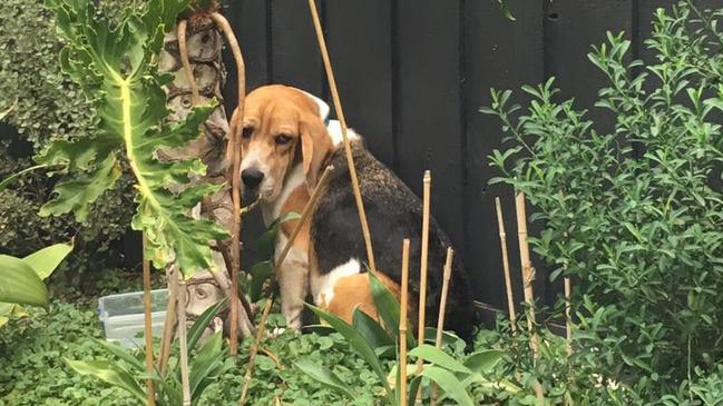 ** PLEASE DO NOT USE. FOR COURIER MAIL STORY ONLY SEPT-OCT 2023**Baxter the beagle cowering in the corner of a backyard in fear during his rehoming, after being released from an unnamed research institution in Queensland. Picture: Supplied ** DO NOT USE. FOR COURIER MAIL STORY ONLY. **