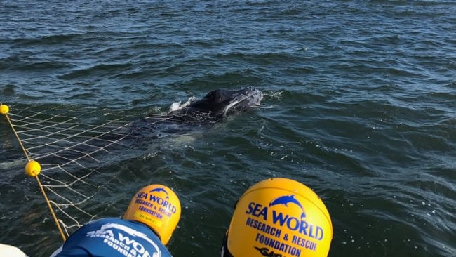 A caf humpback whale was set free after becoming caught in shark nets off Burleigh Heads this morning (3/11/18). Picture: Supplied.