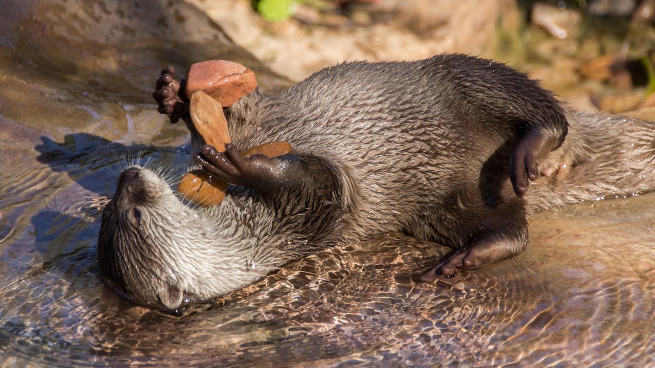 A young otter juggles rocks at Adelaide Zoo. Picture: Madelaine Bleckly.