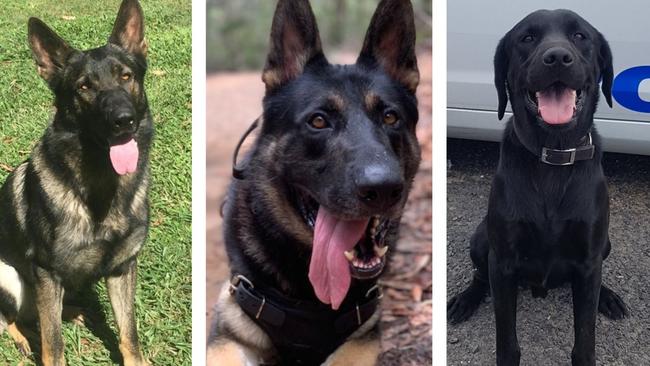 Police dogs on patrol across the Mid North Coast.