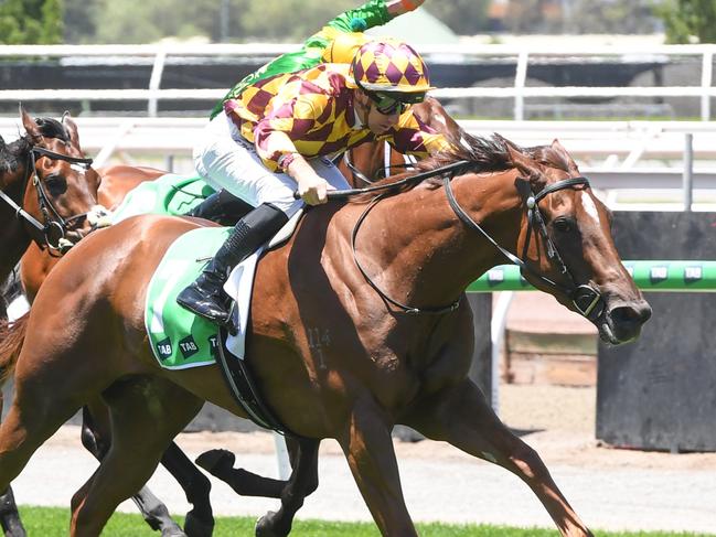 Xarpo ridden by Liam Riordan wins the TAB We're On at Flemington Racecourse on January 01, 2025 in Flemington, Australia. (Photo by Brett Holburt/Racing Photos via Getty Images)