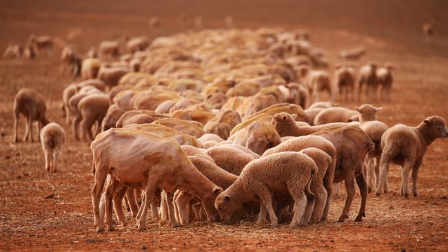 El Nino is predicted to worsen conditions on farms already struggling with drought. Picture: Sam Ruttyn