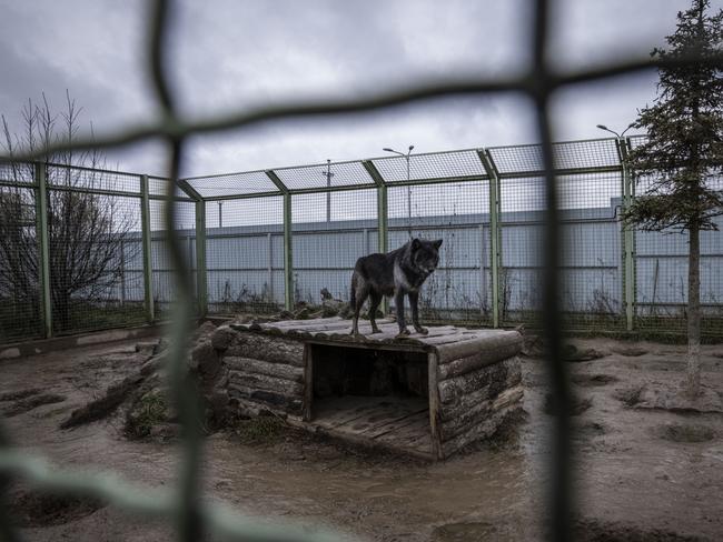 Volunteers found a cage of wolves who had starved to death. Picture: Getty Images