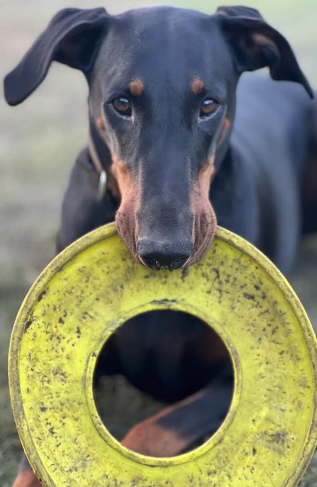 Molly: Tracy Flint's 2 and a half year old Doberman