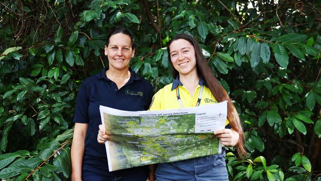 The Wet Tropics Management Authority yellow crazy ants eradication program has seen a record 365 hectares of land eradicated of yellow crazy ants in a single treatment, which is the largest area in the world. Wet Tropics Management Authority yellow crazy ants eradication project manager Lucy Karger and acting technical team leader Jules Seabright have seen the eradication of the invasive species in residential blocks, agricultural land and World Heritage rainforest south of Cairns. Picture: Brendan Radke