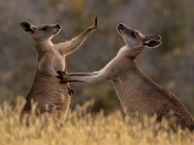 EMBARGO FOR TWAM 17 JUNE 2023. FEE MAY APPLY. Australian Geographic Nature Photographer of the Year. Fighting Kangaroos. Photo: Asher Allison/Supplied