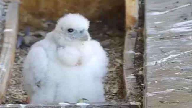 Where is the second falcon chick? Supplied image