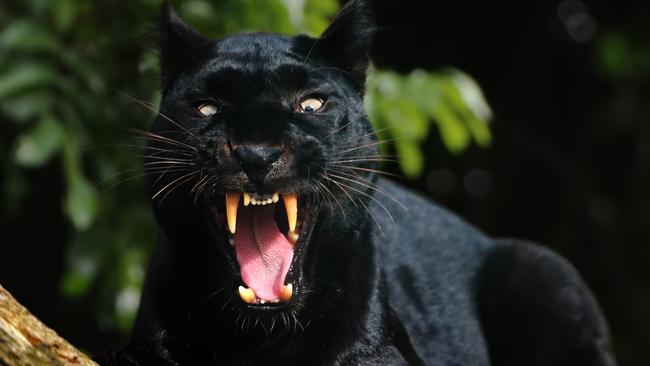 The filmmakers hope they have conclusive evidence of Victoria’s legendary black cats.