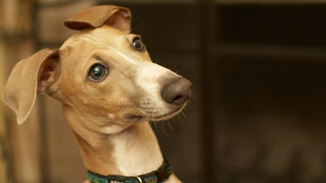 What will happen to the surplus of greyhounds across NSW?