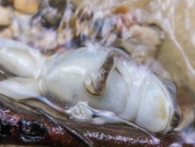 Boiled alive ... Andres Ruzo has described how animals die when they fall into the river. Picture: Devlin Gandy