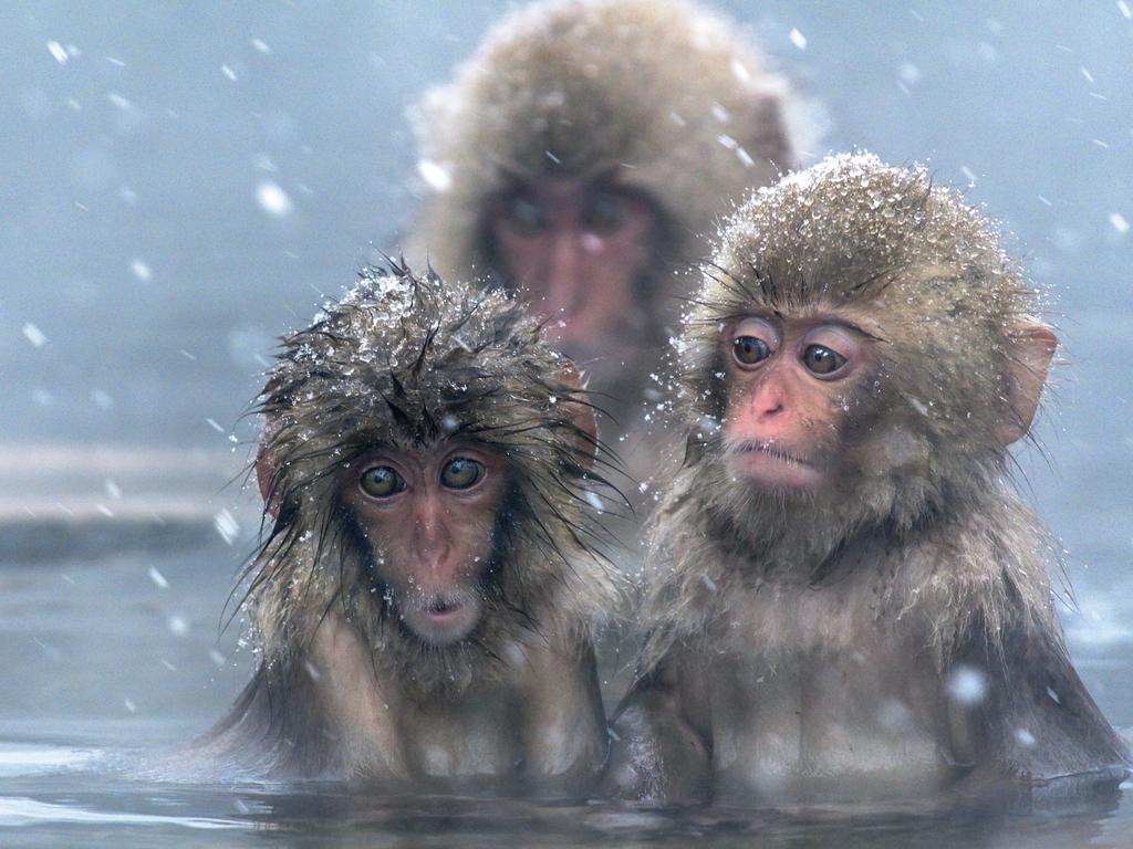 <h2>Snow Monkeys, Nagano</h2><p>Imagery of Japan&rsquo;s native macaque monkeys contently bathing in hot springs is the best tourism promotion Nagano could wish for. Way cooler and more sophisticated than cats wrestling string, these resilient ambassadors survive long winters in Japan&rsquo;s coldest regions (hence the snow monkey nickname). Get up close and &hellip; well, not too personal! by joining a day tour from JR Nagano station &mdash; just 1.5 hours north west of Tokyo by Shinkansen.</p><p><strong>Top tour: </strong><a href="https://www.viator.com/en-AU/tours/Tokyo/Seasonal-Snow-Monkey-Day-Trip-including-Shabu-Shabu-or-Sukiyaki-Lunch/d334-43454P3" target="_blank" rel="noopener">Nagano Snow Monkey 1 Day Tour with Beef Sukiyaki Lunch from Tokyo, Viator, from $192</a></p>