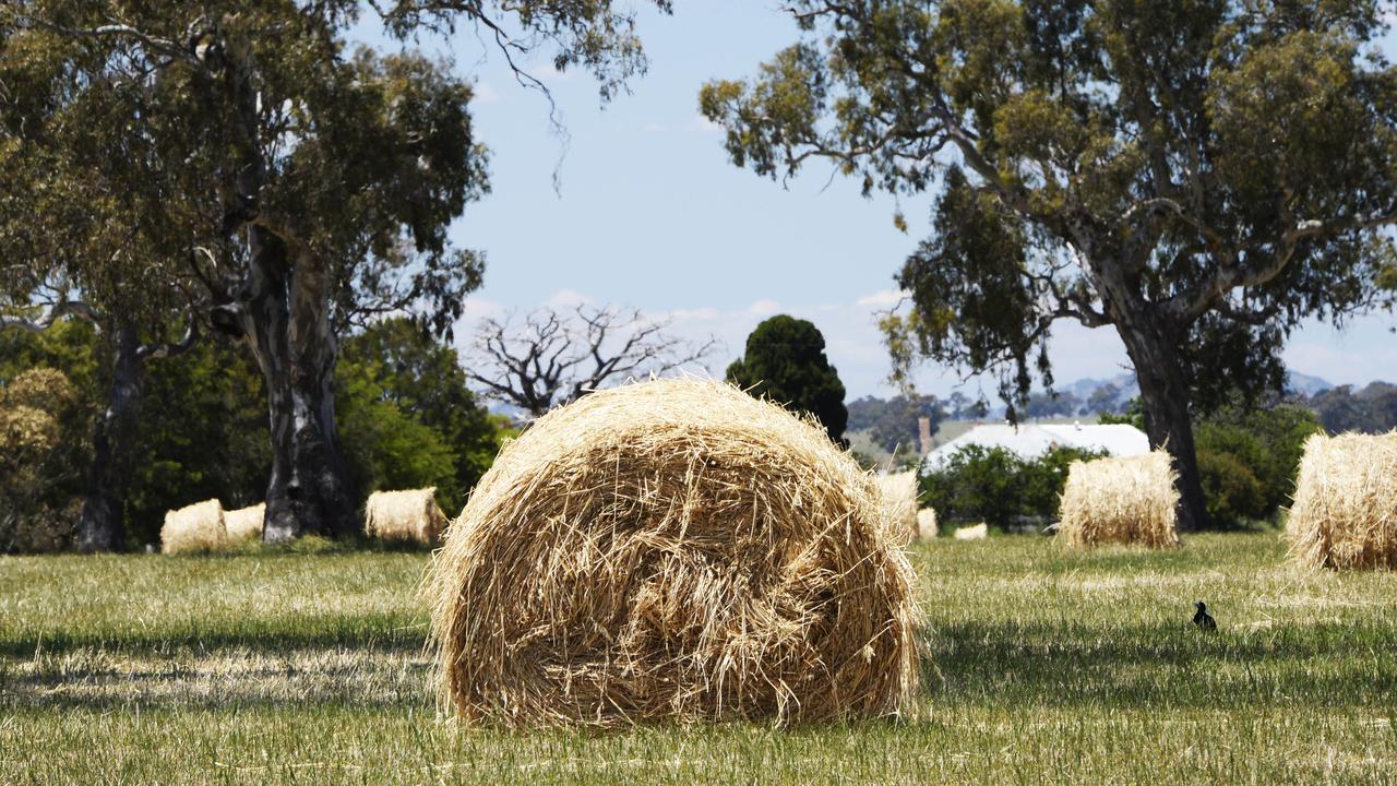 Wet season taking its toll on hay quality