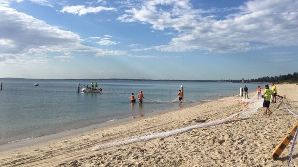 Bayside Council undertook Operation Sharkie on January 9, 2018 after a shark was found swimming in the netted area at Brighton Le Sands Beach. Picture: Bayside Council