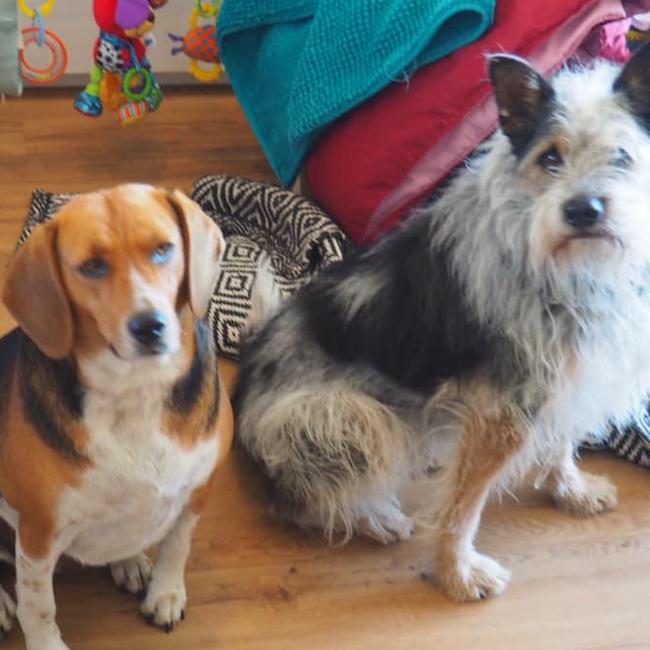 Tassie's Pawfect Pairs | Ashlee Walker: Poppy (left) & Hugo (right)