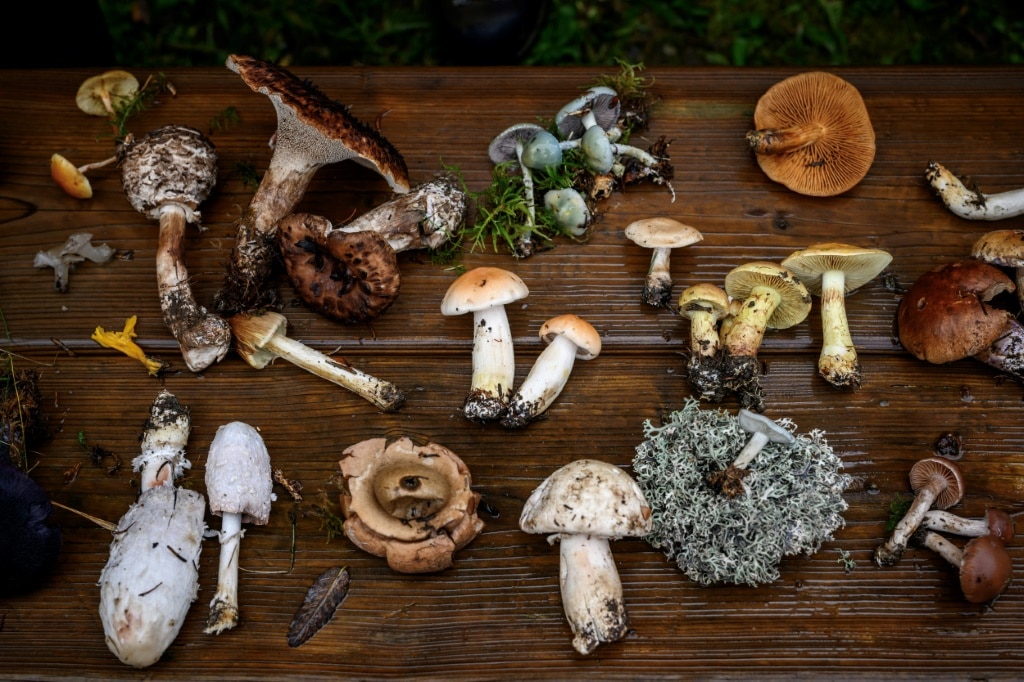 Picky protection rules hamper Swiss mushrooming craze