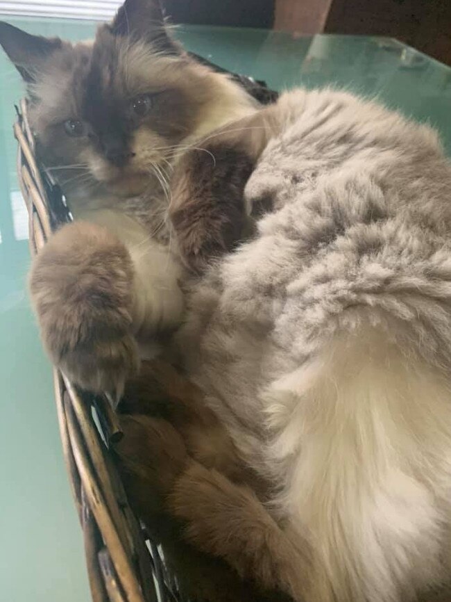 So patient is our Button! Loves his cuddles. International Cat Day. Reader pet photos. Picture: Tina Bailey