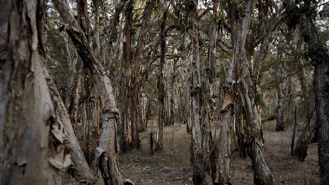 NSW forestry assets won’t be privatised due to fires which burned through the state’s softwood plantations. Picture: AAP